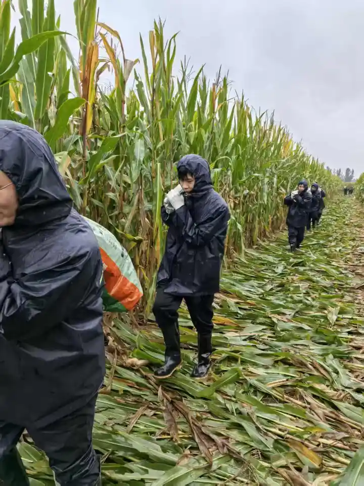 千余公共场地变身秋粮晒场 大名县秋收进入尾声