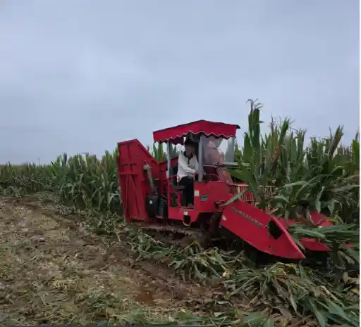 千余公共场地变身秋粮晒场 大名县秋收进入尾声