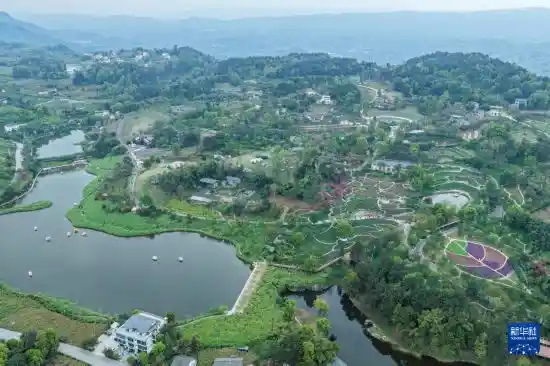 重庆巴南花海经济爆火出圈：一朵花撬动乡村振兴新图景